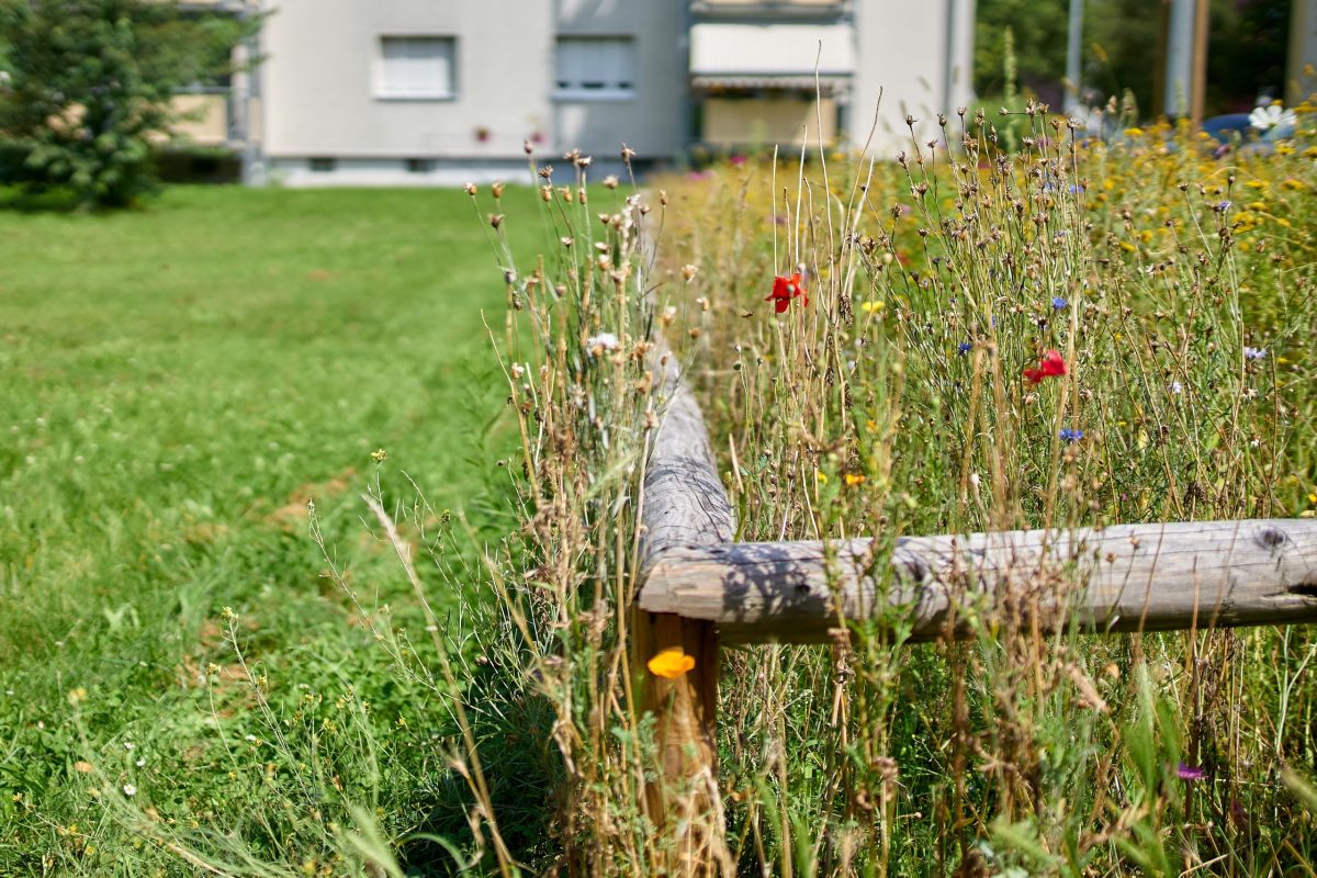 Ein Blühstreifen in Rintheim neben einer gemähten Wiese.