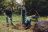 Drei Gärtner pflanzen einen neuen Baum bei der Baumpflanzaktion der Volkswohnung in Daxlanden.