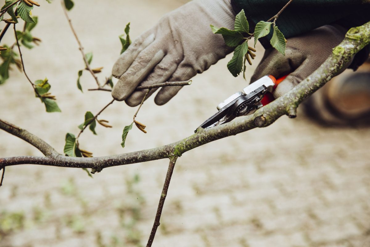 Jemand beschneidet einen baum. dazu trägt er Handschuhe.