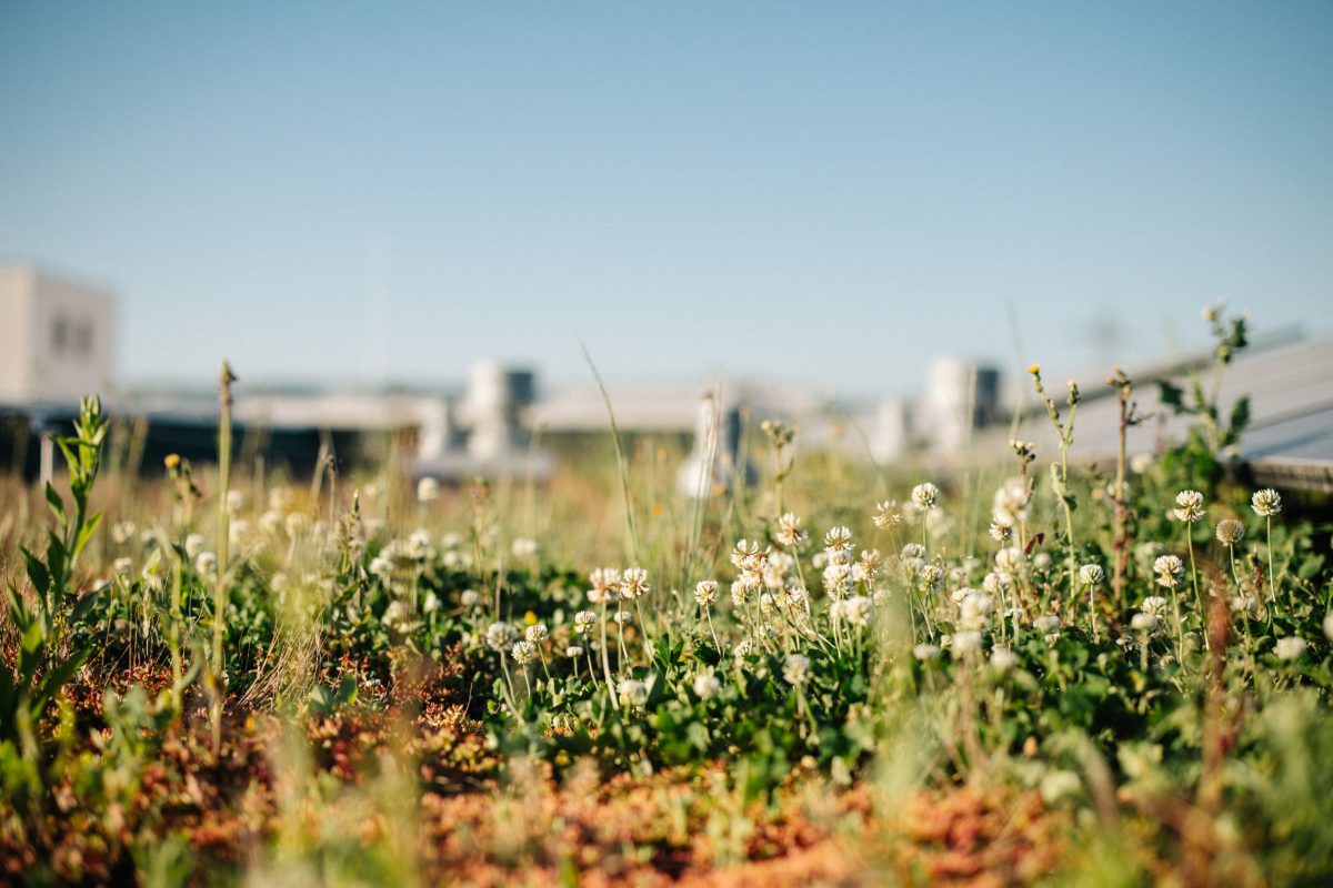 Dachbegrünung im Neubau in Oberreut.